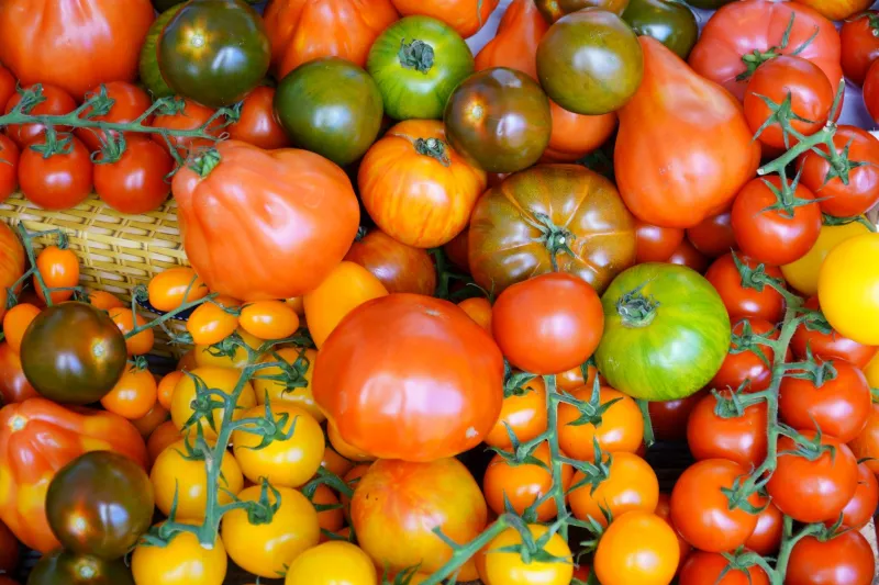 Retour aux sources : ces légumes et fruits d'antan que les maraîchers de La Fontaine ressuscitent avec fierté