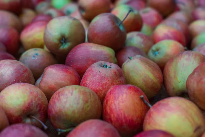 Reinette, coing et poire de curé : les vieux fruits qui reviennent en force sur les étals de La Fontaine