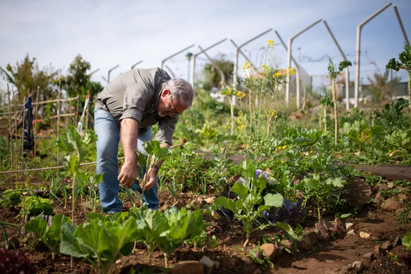 Dans les mains des maraîchers : les vraies leçons du jardin potager selon les producteurs de La Fontaine